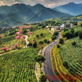 The Traditional Skills for Producing Anxi Tieguanyin Tea Successfully Included in the UNESCO Representative List of the Intangible Cultural Heritage of Humanity