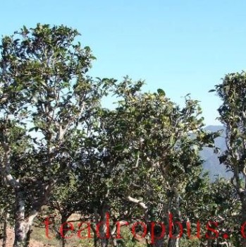 Spring Tea Picking and Processing in Full Swing in Tiandamiao Township