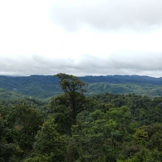 He Kai Ancient Tea Mountain: Tea Farmers Explore New Models as the Mountain-s Crisis Is Addressed