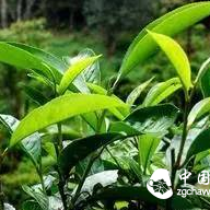 Where Does the Sweetness of Ancient Tree Pu-erh Come From?