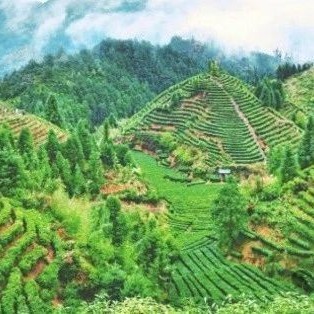Ji-an Suichuan: In the Mist of Tea
