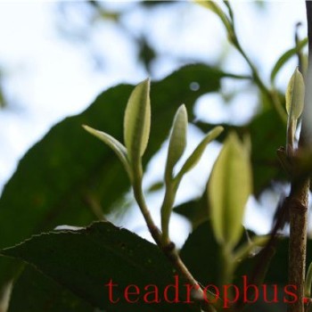 The Arrival of Spring: How to Drink Pu-er Tea Most Appropriately?