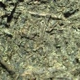 How much do you know about dark tea?