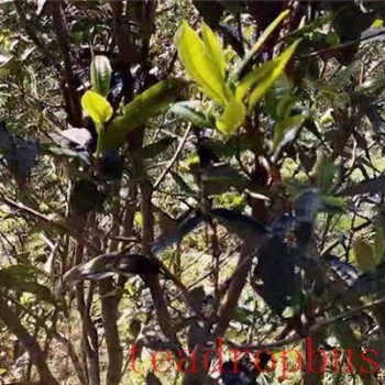 Where is the Yiwu Tea Region?