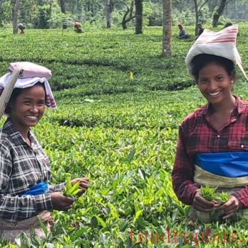 Climate Change to Reshape Global Tea Production Landscape