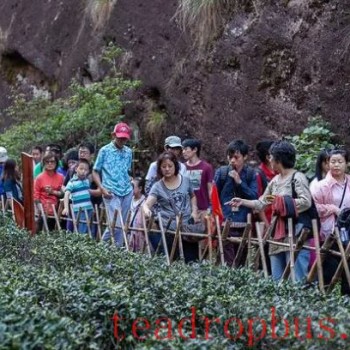 Tasting Tea in Fujian-s Wuyi Mountains: Exploring the Homeland of Dahongpao and Experiencing the Richness of Tea Culture
