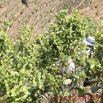 Puer Tea: History and Heritage in the Ancient Aroma