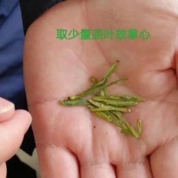 Spring Tea Season: Get the Guide on Identifying and Storing New Teas!