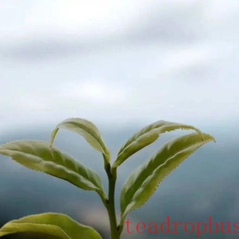 What are the processes involved in making Phoenix Dancong tea?