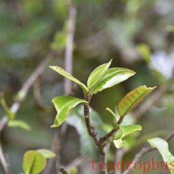 Dongguo Four Villages: Mengku Banzhang Molie Tea, Hundred-Yuan Ancient Trees of Baqishan