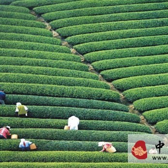 Understanding Chinese Tea