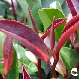 Pu'er Anomalies: The Differences and Connections Between Purple Bud and Purple Jade