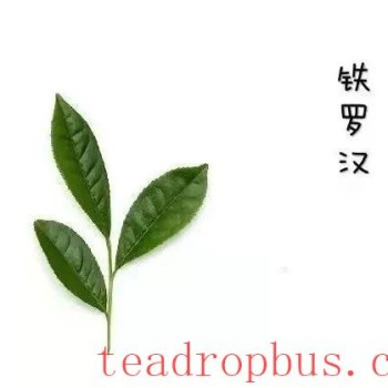 The Four Famous Clonal Varieties of Wuyi Rock Tea: Tie Luohan