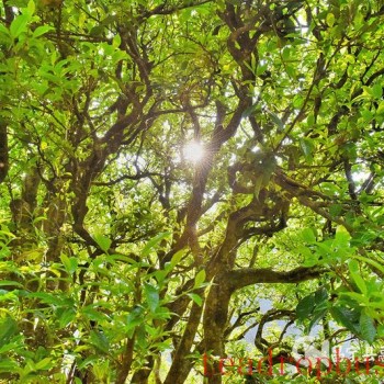 Mangshui Changning: The Spring Tea Flourishes with the Waters of the Lancang, the Ancient Trees of the Origin are All Good