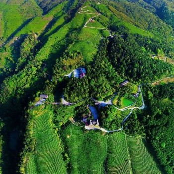 Exploring the Timeless Beauty of East Mountain for Longevity, Savoring the Gifted Tea of Longevity Island