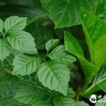 Identification of Gynostemma pentaphyllum