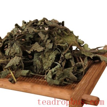 Jiyuan Wintergreen