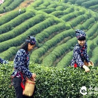 Are You Sure You're Drinking This Spring's Tieguanyin?