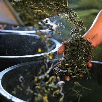 What are the basic elements of “daily tea”?