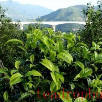 A Unique Flavor from Mt. Linchang: The Xigui Tea, Aroma and Sweet Aftertaste in Every Sip