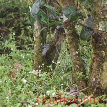 Pasha Ancient Tree Tea: Which Tea Region Does It Belong To?