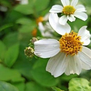 Exploring Bitterweed (Bidens pilosa): How to Brew a Healthy and Healing Tea from Its Flowers