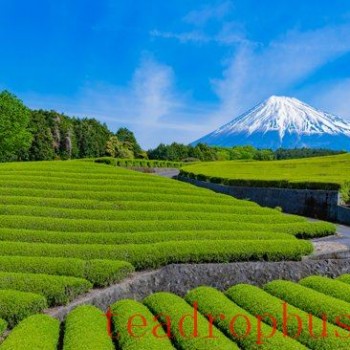 Japan Registers New Tea GI