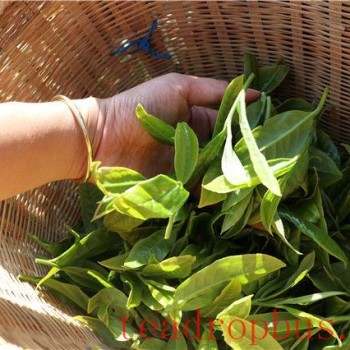 How is Mi Di Pu-er Tea Made? The Production Method of Mi Di Tea