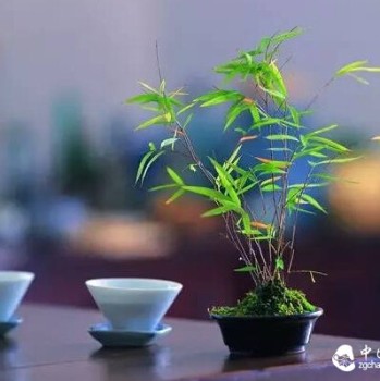 If You Have a Weak Stomach, Drink More of These Two Types of Tea!