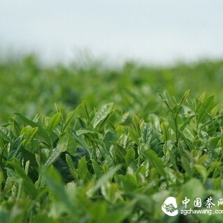 Which types of people are suitable for drinking the six categories of tea?