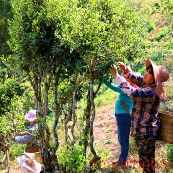 Jingdong-s Spring Tea Harvest is in Full Swing! A Spring Overflowing with the Fragrance of Tea Awaits You~