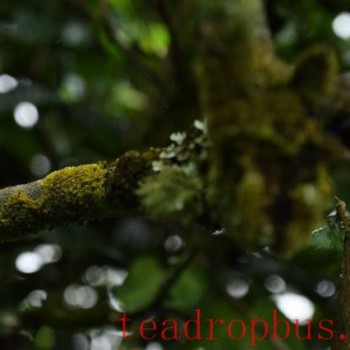 Features of the Mangzhi Ancient Tree Tea
