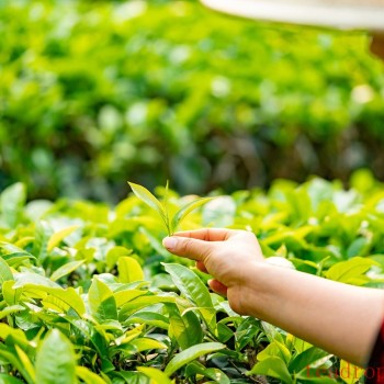 How Much Does a Pound of Huangshan Maofeng Tea Cost? Is It Worth It?