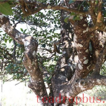 The Reason Why Ancient Tree Spring Tea is Expensive