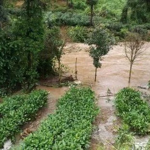 Tea Garden Safety Production: Wet Damage to Tea Plants and Its Prevention