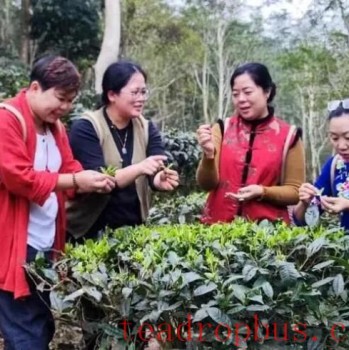 Jiangmen Enping-s Xingwan Tea Factory Re-Selected as a "Guangdong Ecological Tea Garden"