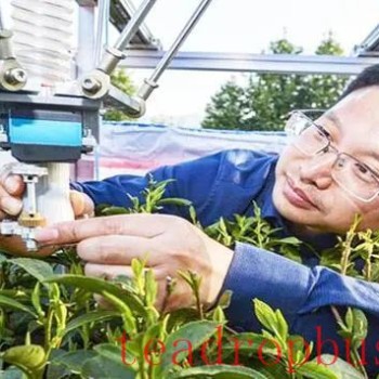 How Does the "Tea-Picking Robot" Work? An Introduction to Intelligent Tea Harvesting Technology