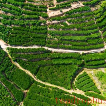 Promoting High-Quality Development of the Phoenix Dancong Tea Industry in Chaozhou City
