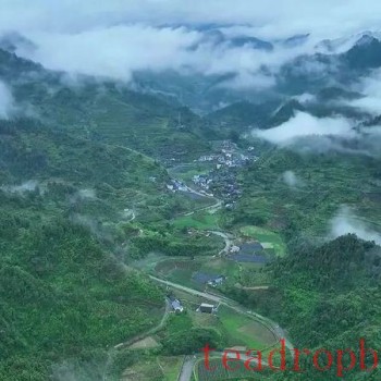 Fusion Development of Tourism and Tea Industry in Guzhang County Boosts Urban and Rural Incomes