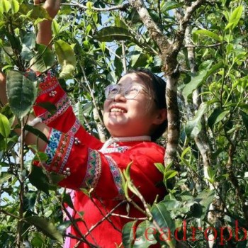 Military Sai Ethnic Township in Zhenkang, Yunnan: Tea Gardens Burst with New Green as Tea-Picking for Prosperity is in Full Swing