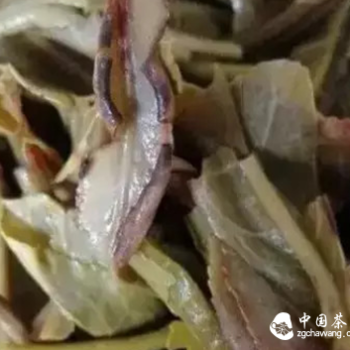 What is the 'Red Stems and Red Leaves' in the Spent Tea Leaves of Pu'er Tea?