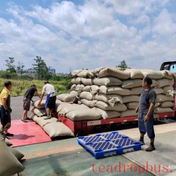 The Aroma of Zunyi Tea Reaches Uzbekistan