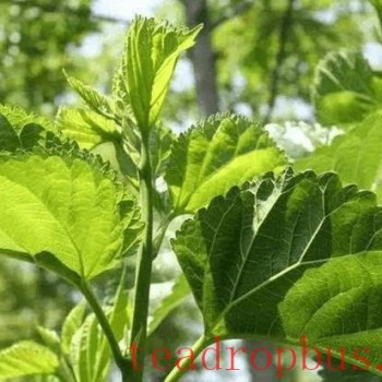 Morus Leaf Tea-s Amazing Benefits and Uses