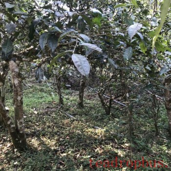 What are the characteristics of Ancient Tree Pu-er Spring Tea?