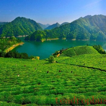 Anhua Black Tea: A Thousand Years of Tea Tradition, Writing a New Chapter