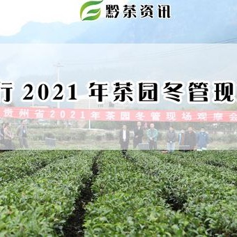 Winter Management Field Observation Meeting for 2025 Tea Gardens Held in Sandu