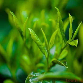 How Tea Ferments: Revitalizing Your Tea