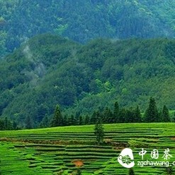 Introduction to the Four Famous Cong of Wuyi Rock Tea
