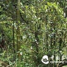 The Fascinating Legend of a Thousand-Year Tea History: The Road to Fame of Anxi Tieguanyin