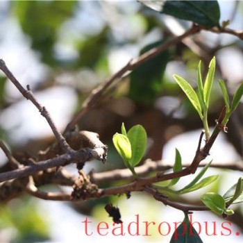 Brewing Methods for Pu-er Spring Tea and Precautions for Brewing Spring Tea